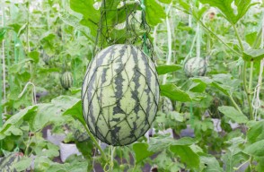 How to do Watermelon Cultivation, Know Complete information